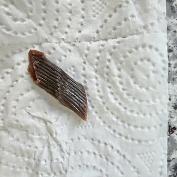 Aldığım Makarnanın İçinden Yanık Ve Siyah Parça Çıktı