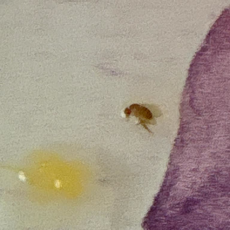 Taze Sıkma Portakal Suyunda Böcek Çıkması Hayal Kırıklığı Yarattı