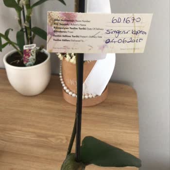 Çiçeksepeti Ölü Orkide Ve Eksik Teslimat Mağduriyeti