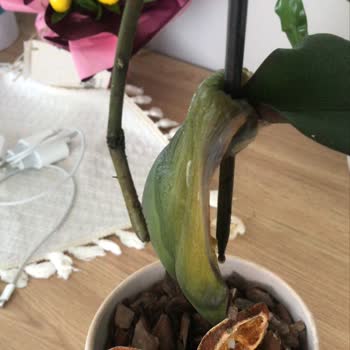 Çiçeksepeti Ölü Orkide Ve Eksik Teslimat Mağduriyeti