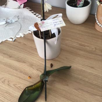 Çiçeksepeti Ölü Orkide Ve Eksik Teslimat Mağduriyeti