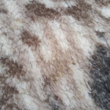 Bursa Kerem Halı Yıkama Halıdaki Lekeler Çıkmamış!