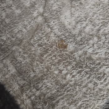 Bursa Kerem Halı Yıkama Halıdaki Lekeler Çıkmamış!