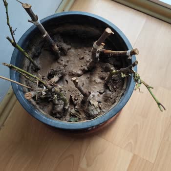 Trendyol Ve Çiçekflix Mağduriyetiyle Gelen Kupkuru Fidanlar