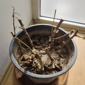 Trendyol Ve Çiçekflix Mağduriyetiyle Gelen Kupkuru Fidanlar