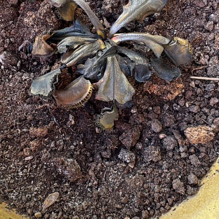 Kötü Paketleme Ve İlgisiz Müşteri Hizmeti Nedeniyle Mağduriyet