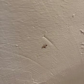 Latanya Park Resort Hotel (Bodrum) Oda Çok Eski Ve Bakımsızdı, Her Yer Örümcek Böcek