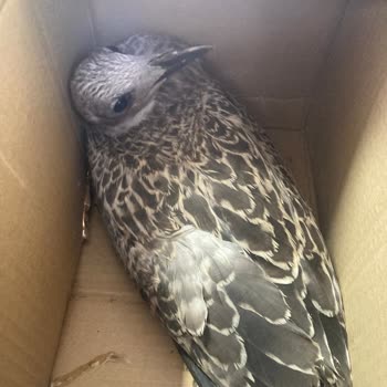 Doğa Koruma Ve Milli Parklar Yaralı Martı İçin Yardım Çağrımıza Yanıt Alamıyoruz!