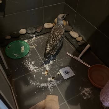 Doğa Koruma Ve Milli Parklar Yaralı Martı İçin Yardım Çağrımıza Yanıt Alamıyoruz!