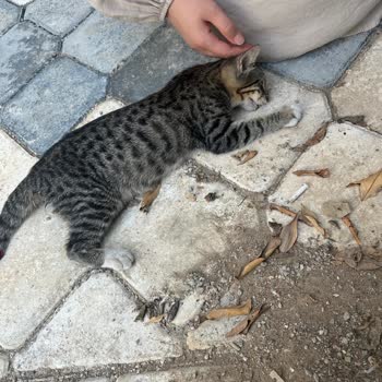 Yaralı Kedi İçin Yardım Alamadım, İlgisiz Ve Kaba Davranış