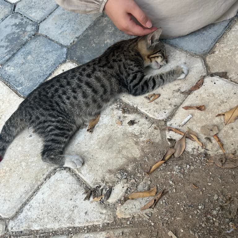 Yaralı Kedi İçin Yardım Alamadım, İlgisiz Ve Kaba Davranış