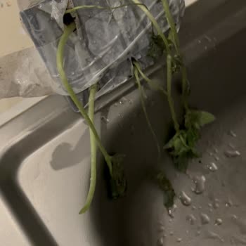 Trendyol Gardenbox Ölü Fide Göndermiş!