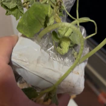 Trendyol Gardenbox Ölü Fide Göndermiş!