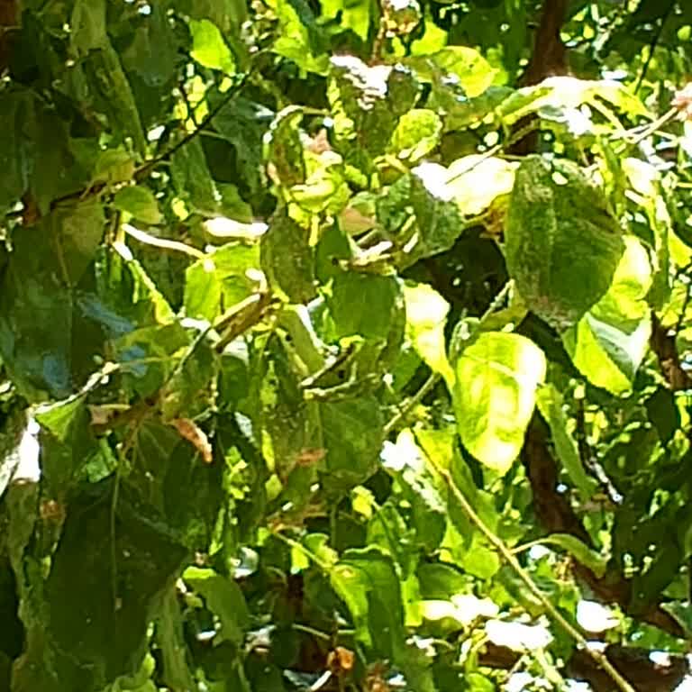 Belediyeden Ağaçlardaki Böceklenmeye Müdahale Bekliyoruz