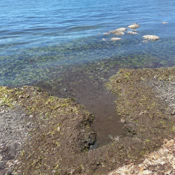 Kandıra Plajlarında Temizlik Ve Sağlık Sorunu
