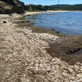 Kandıra Plajlarında Temizlik Ve Sağlık Sorunu