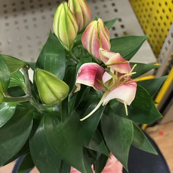 Siparişim Yanlış Ve Eksik Teslim Edildi, Müşteri Hizmetleri Sorunu Çözmedi