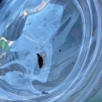 Makarnamdan Hamam Böceği Çıktı, Destek Alamadım!