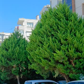 Elektrik Tellerinin Ağaçlar Arasında Tehlikeli Şekilde Geçmesi Endişe Yaratıyor