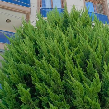 Elektrik Tellerinin Ağaçlar Arasında Tehlikeli Şekilde Geçmesi Endişe Yaratıyor