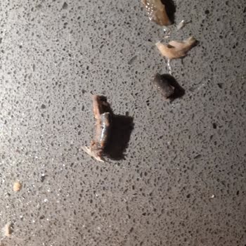 Ton Balığından Çıkan Sert Cisimler Endişe Yarattı