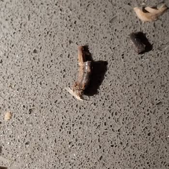 Ton Balığından Çıkan Sert Cisimler Endişe Yarattı