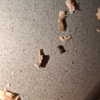 Ton Balığından Çıkan Sert Cisimler Endişe Yarattı