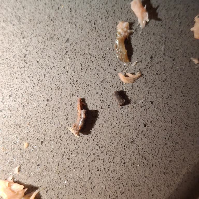 Ton Balığından Çıkan Sert Cisimler Endişe Yarattı