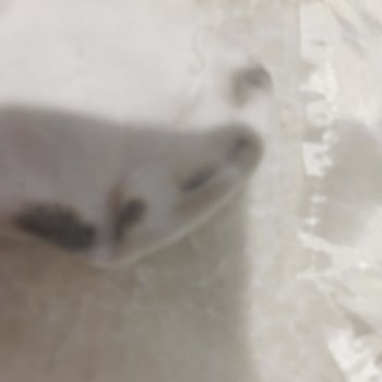 Beyaz Çorabım Simsiyah Oldu FLO Kusur Bulmadı