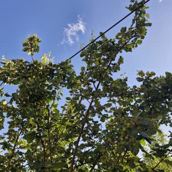 Düşen Dağıtım Kabloları Tehlike Saçıyor, Acil Çözüm Bekliyorum
