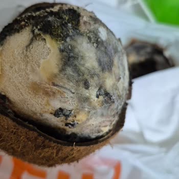 Migros'tan Aldığımız Hindistancevizi Küflü Ve Sağlıksız Çıktı, Çocuklar Etkilendi