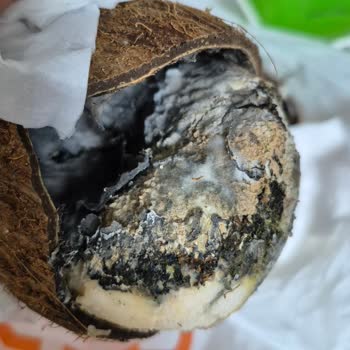 Migros'tan Aldığımız Hindistancevizi Küflü Ve Sağlıksız Çıktı, Çocuklar Etkilendi