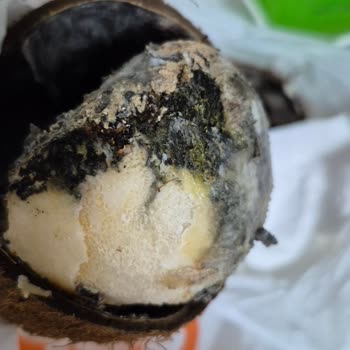 Migros'tan Aldığımız Hindistancevizi Küflü Ve Sağlıksız Çıktı, Çocuklar Etkilendi