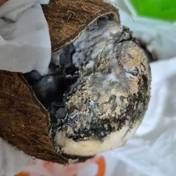 Migros'tan Aldığımız Hindistancevizi Küflü Ve Sağlıksız Çıktı, Çocuklar Etkilendi