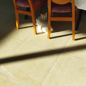 Karaburun Sosyal Tesislerinde Başıboş Kediler Ve Kapalı Havuz Hayal Kırıklığı Yarattı