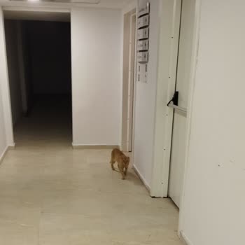 Karaburun Sosyal Tesislerinde Başıboş Kediler Ve Kapalı Havuz Hayal Kırıklığı Yarattı