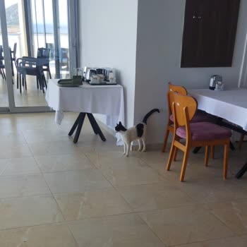 Karaburun Sosyal Tesislerinde Başıboş Kediler Ve Kapalı Havuz Hayal Kırıklığı Yarattı