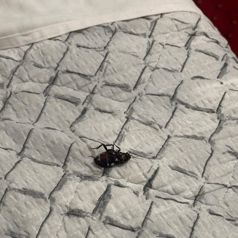 Büyük Balkanlar Turu Hayal Kırıklığı Ve Hijyen Sorunları