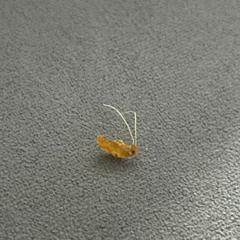 Ruffles Ketçaplı Cipsin İçinden Yabancı Madde Çıkması