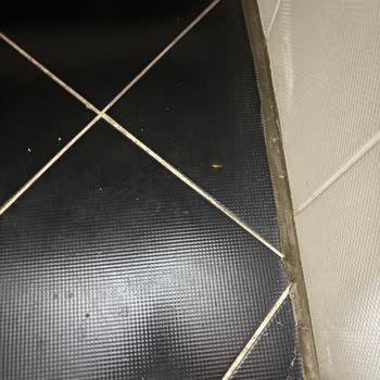 Banyoda Böcekler Ve Saygısız Yönetim Ailemizi Mağdur Etti