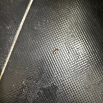 Banyoda Böcekler Ve Saygısız Yönetim Ailemizi Mağdur Etti