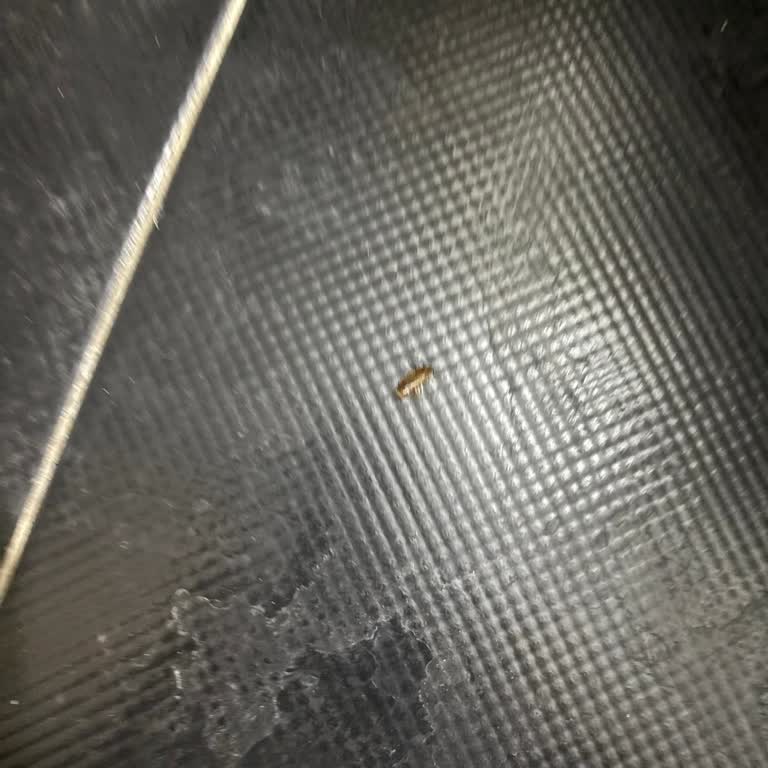 Banyoda Böcekler Ve Saygısız Yönetim Ailemizi Mağdur Etti