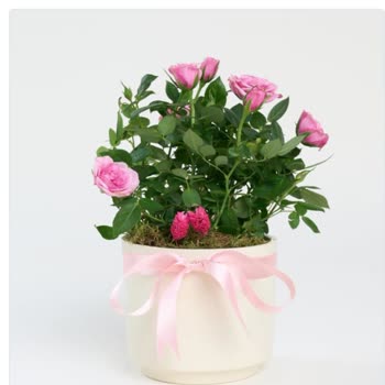 Sipariş Edilen Çiçekle Gelen Çiçek Arasındaki Fark Hayal Kırıklığı Yarattı