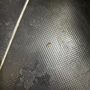 Oda Temizliği Ve Müşteri İlgisizliği Hakkında Şikayet