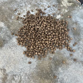 Goody Kedi Maması Hiçbir Canlı Tarafından Tüketilmiyor