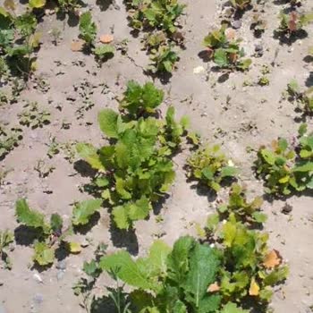 Yanlış Tohum Gönderimi Ve İade Sorunu: Paramın İadesini İstiyorum