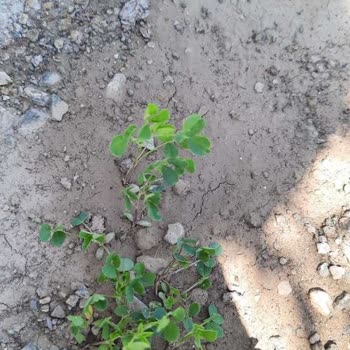 Yanlış Tohum Gönderimi Ve İade Sorunu: Paramın İadesini İstiyorum