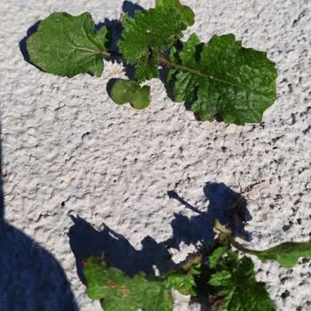 Yanlış Tohum Gönderimi Ve İade Sorunu: Paramın İadesini İstiyorum