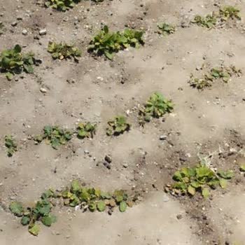 Yanlış Tohum Gönderimi Ve İade Sorunu: Paramın İadesini İstiyorum