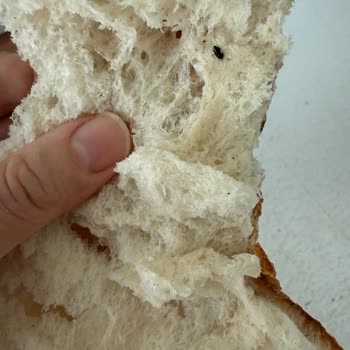 Aldığım Ekmekten Sinek Çıktı, Güvenim Sarsıldı